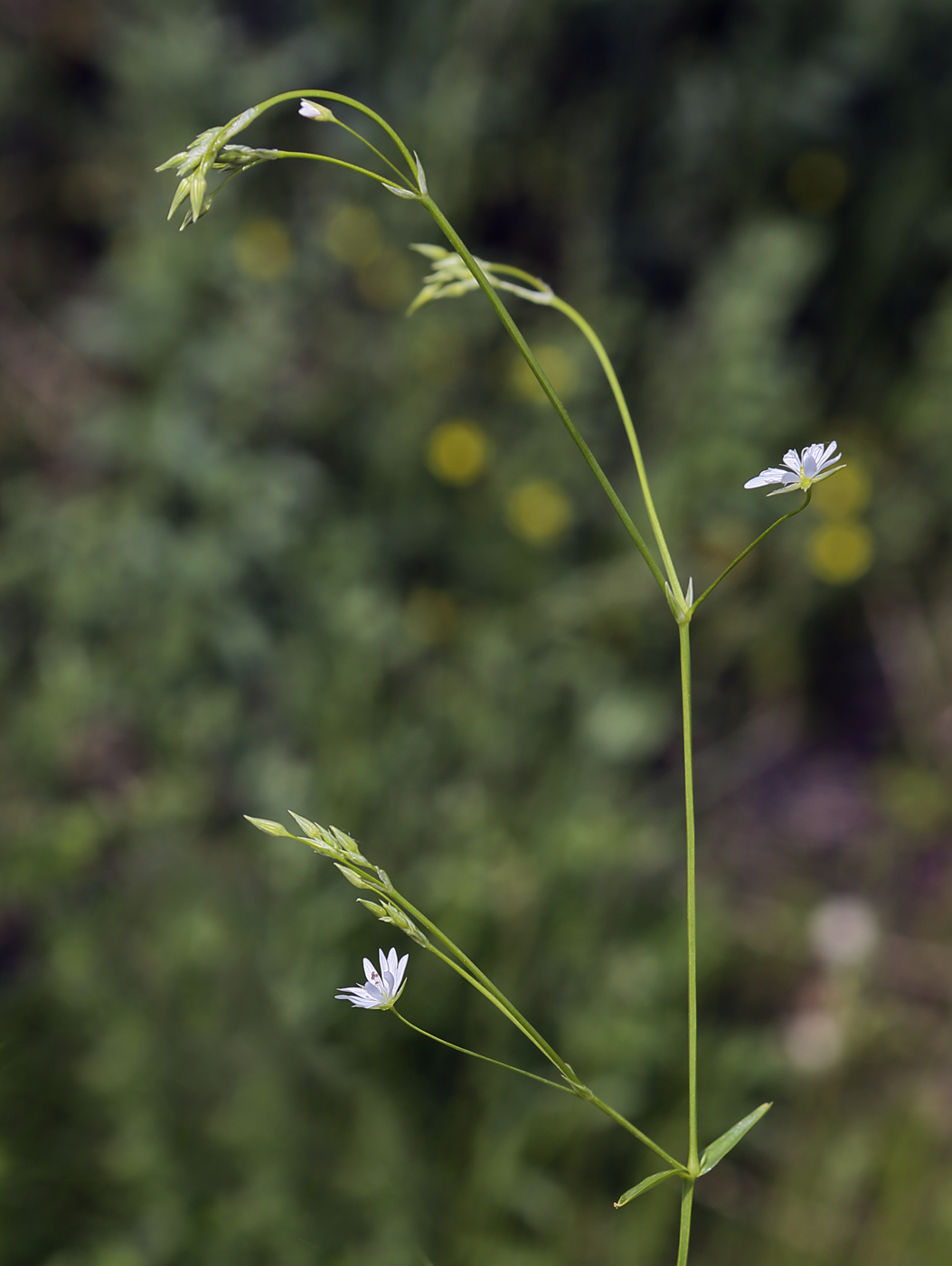 Изображение особи Stellaria graminea.