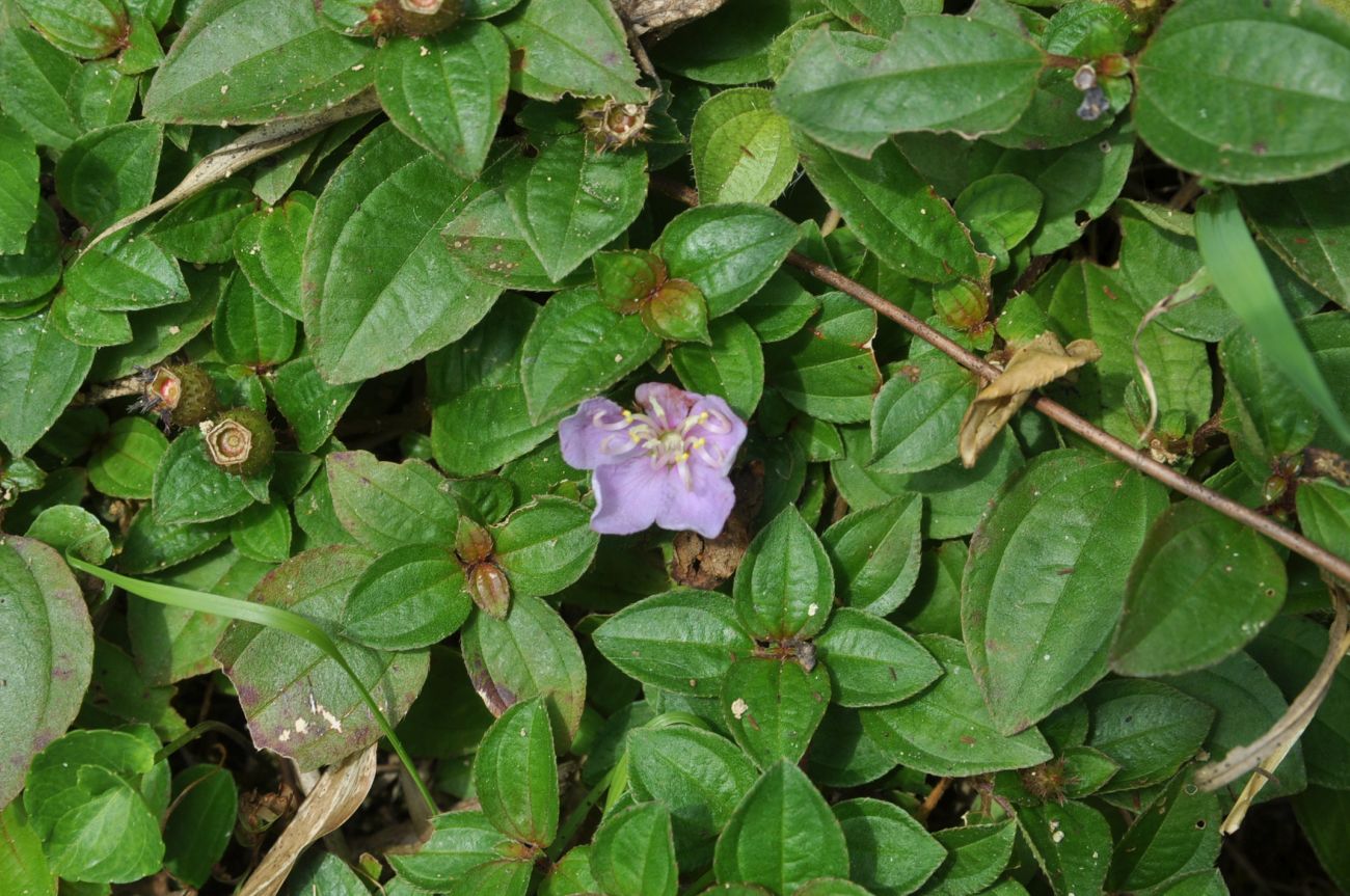 Image of Melastoma dodecandrum specimen.