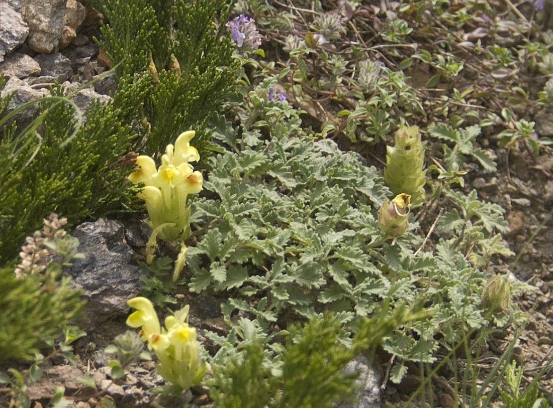 Изображение особи Scutellaria paradoxa.