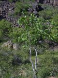 Celtis caucasica