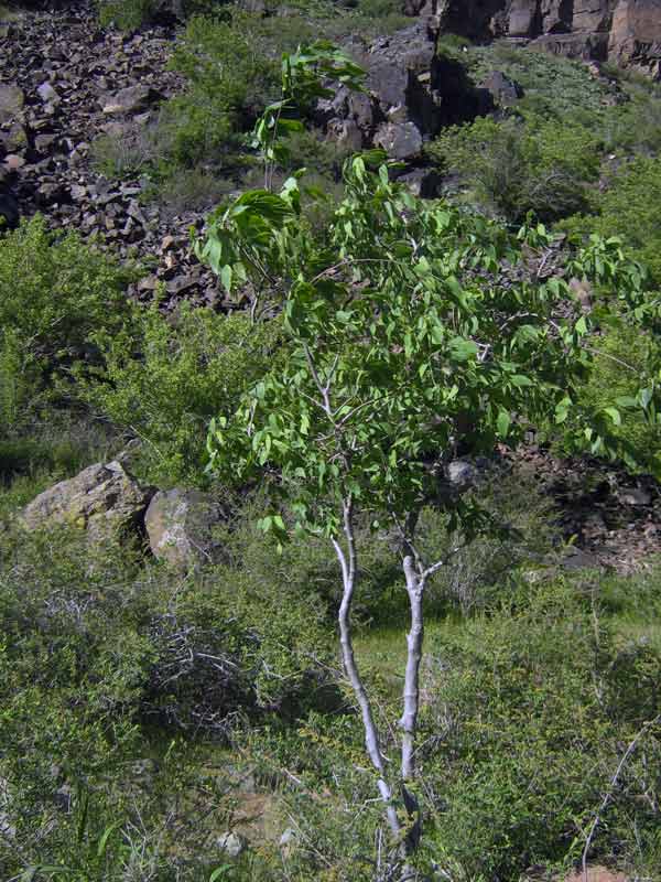 Image of Celtis caucasica specimen.