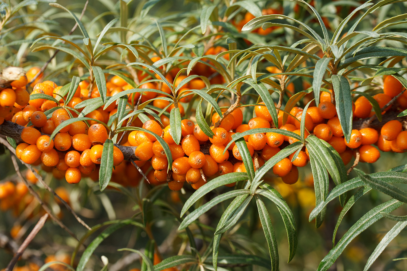 Image of Hippophae rhamnoides specimen.