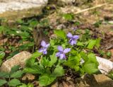 Viola reichenbachiana