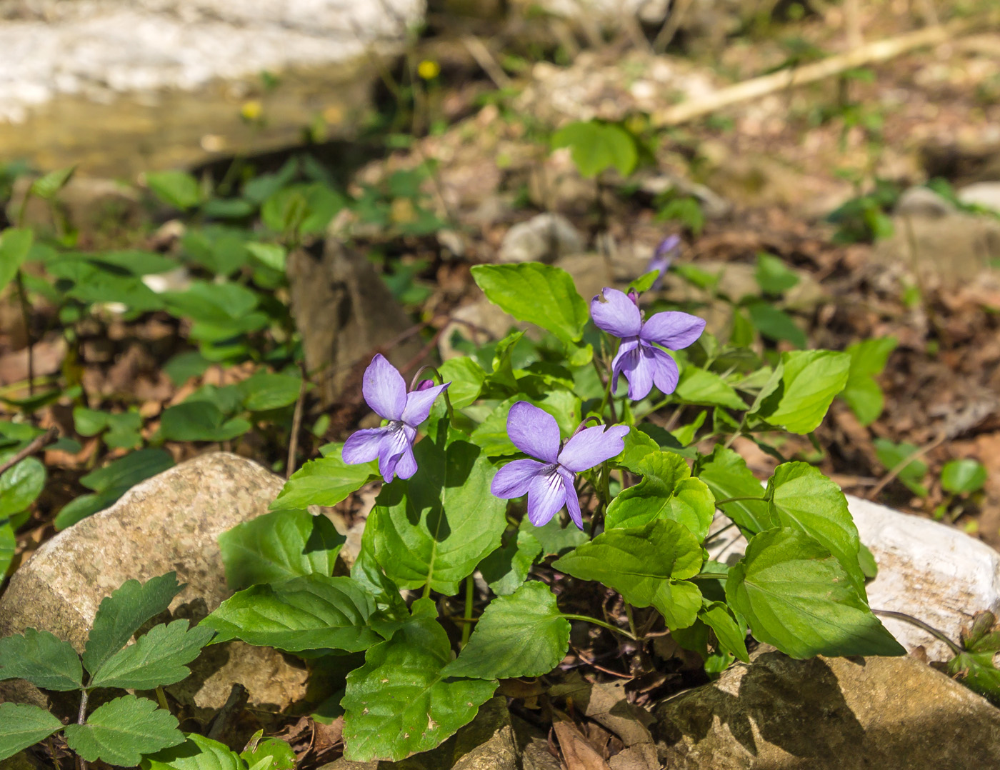 Изображение особи Viola reichenbachiana.