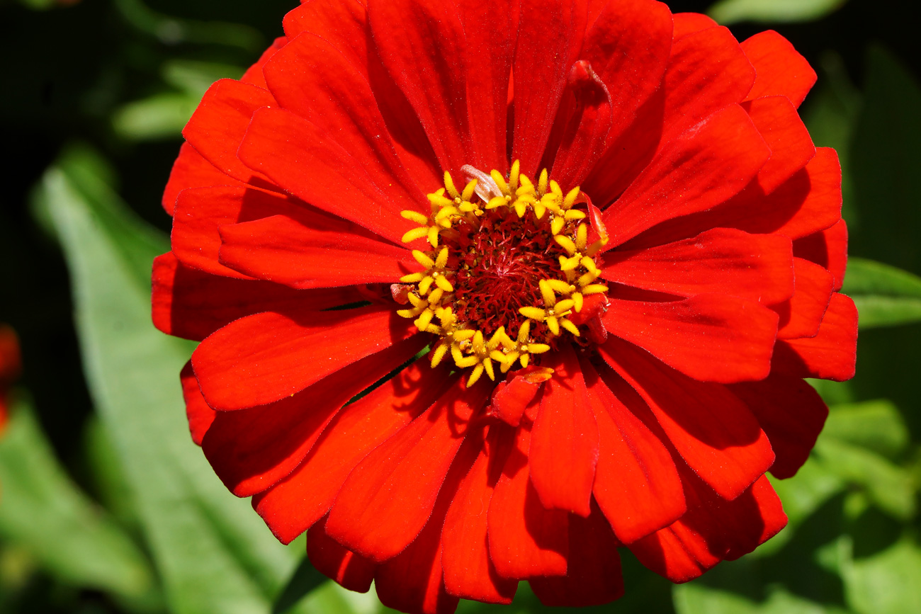 Image of Zinnia elegans specimen.