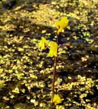 Utricularia vulgaris