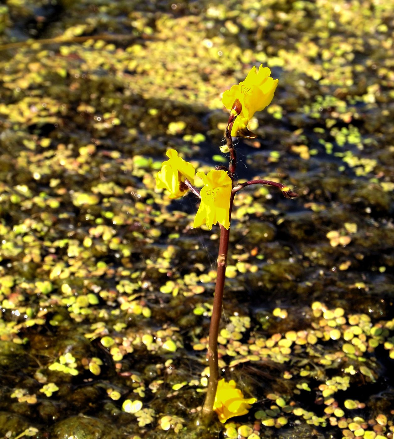 Image of Utricularia vulgaris specimen.