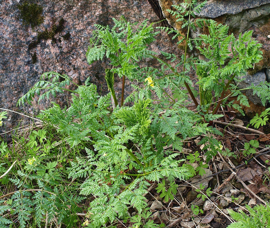 Изображение особи Ferula kelleri.