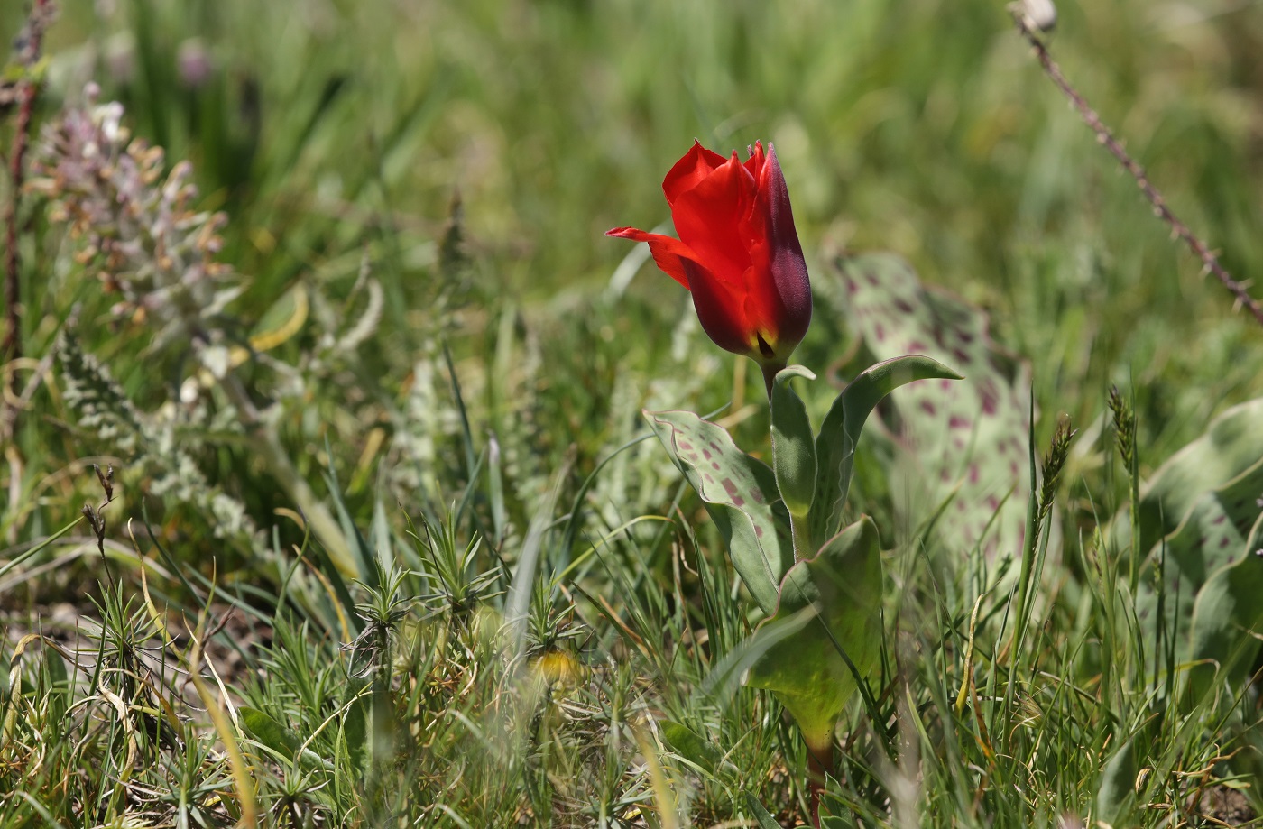 Изображение особи Tulipa greigii.