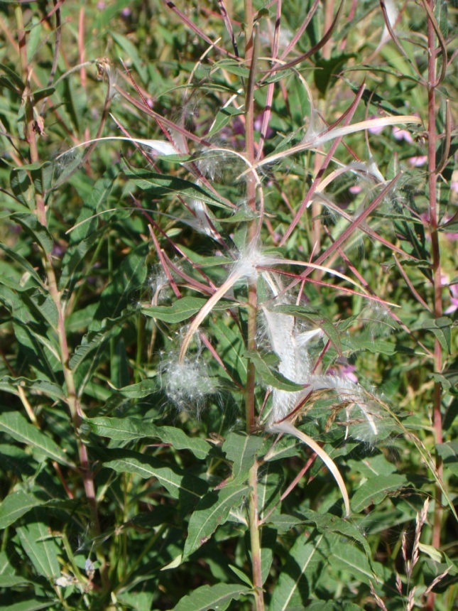 Image of Chamaenerion angustifolium specimen.