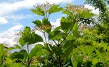 Viburnum opulus. Верхушки побегов с отцветшими соцветиями. Московская обл., г. Подольск, в культуре. 06.06.2018.