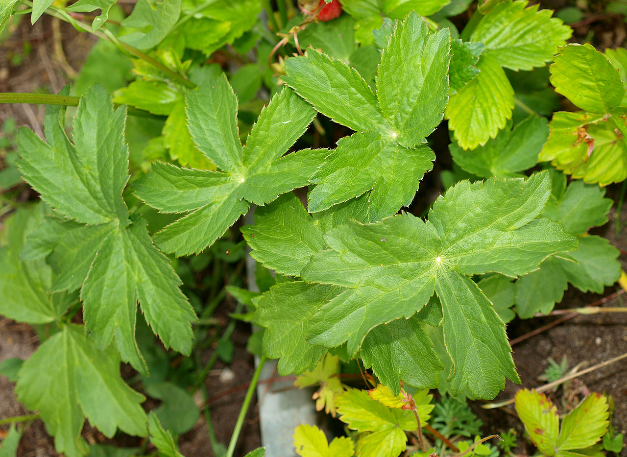 Image of Astrantia trifida specimen.