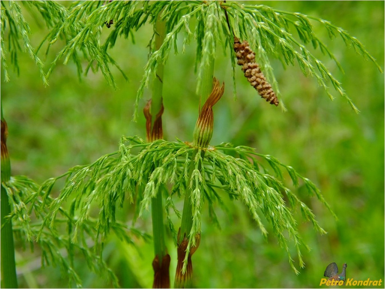 Изображение особи Equisetum sylvaticum.