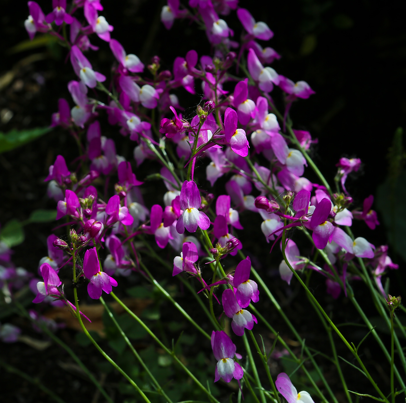 Изображение особи Linaria incarnata.