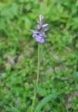 Dactylorhiza urvilleana