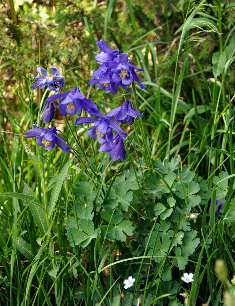 Изображение особи род Aquilegia.