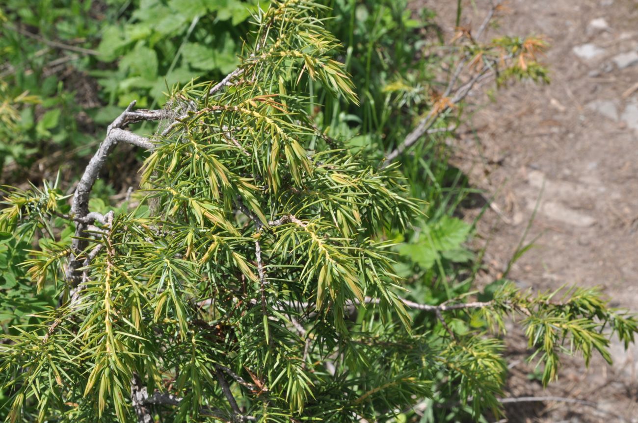 Image of Juniperus hemisphaerica specimen.