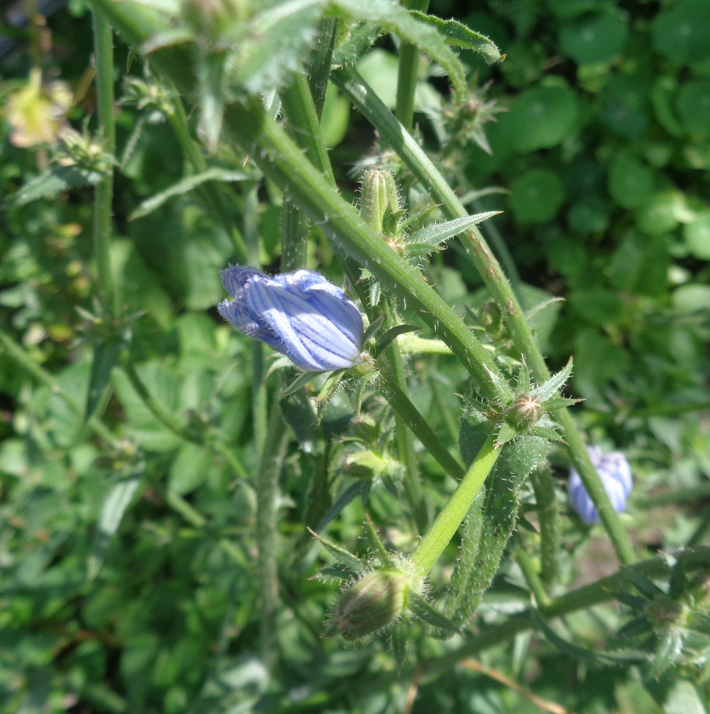 Изображение особи Cichorium intybus.