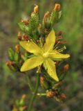 Hypericum montanum