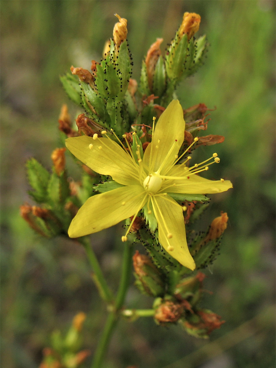 Изображение особи Hypericum montanum.