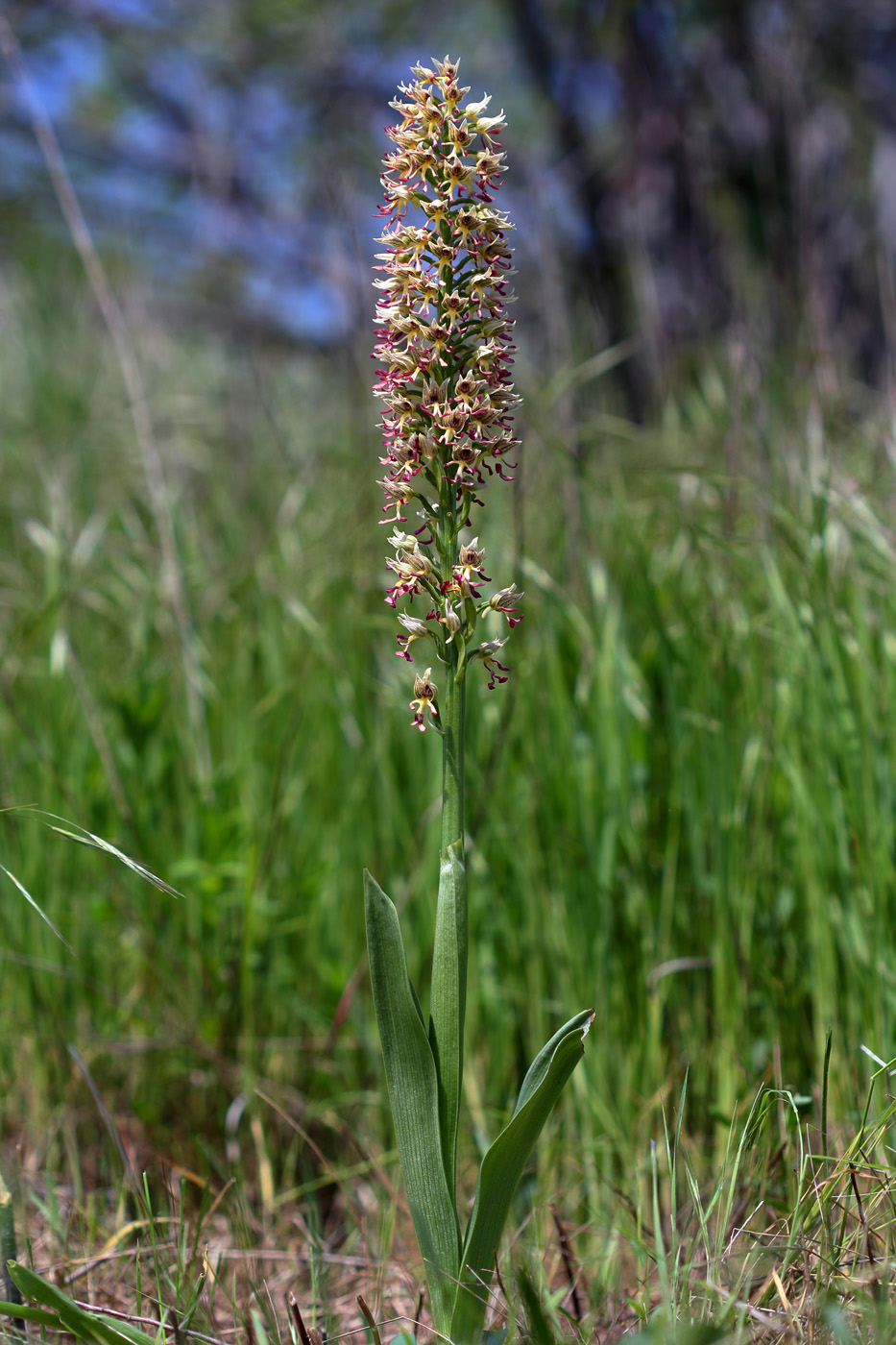 Image of Orchis × calliantha specimen.