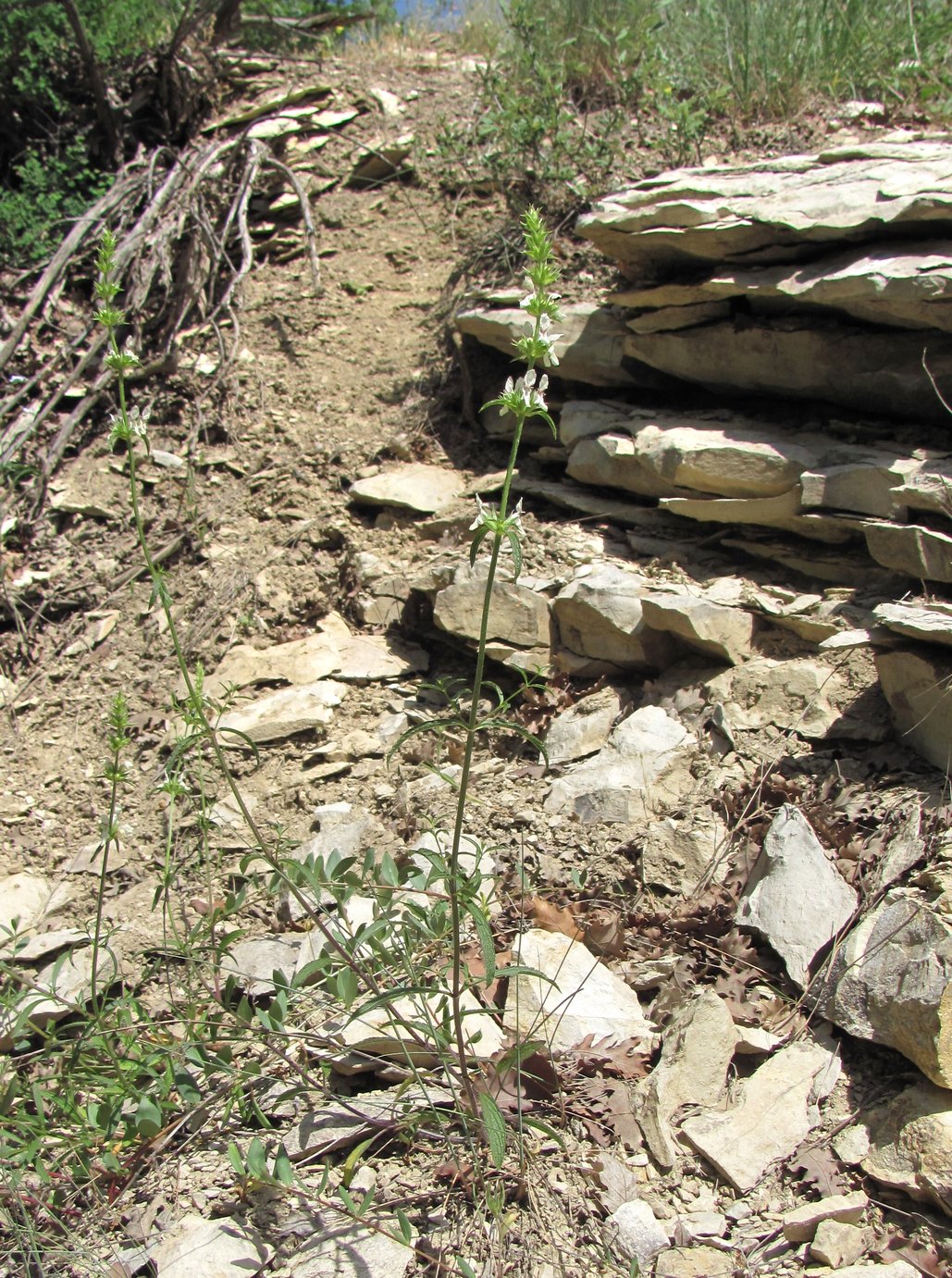 Image of Stachys atherocalyx specimen.