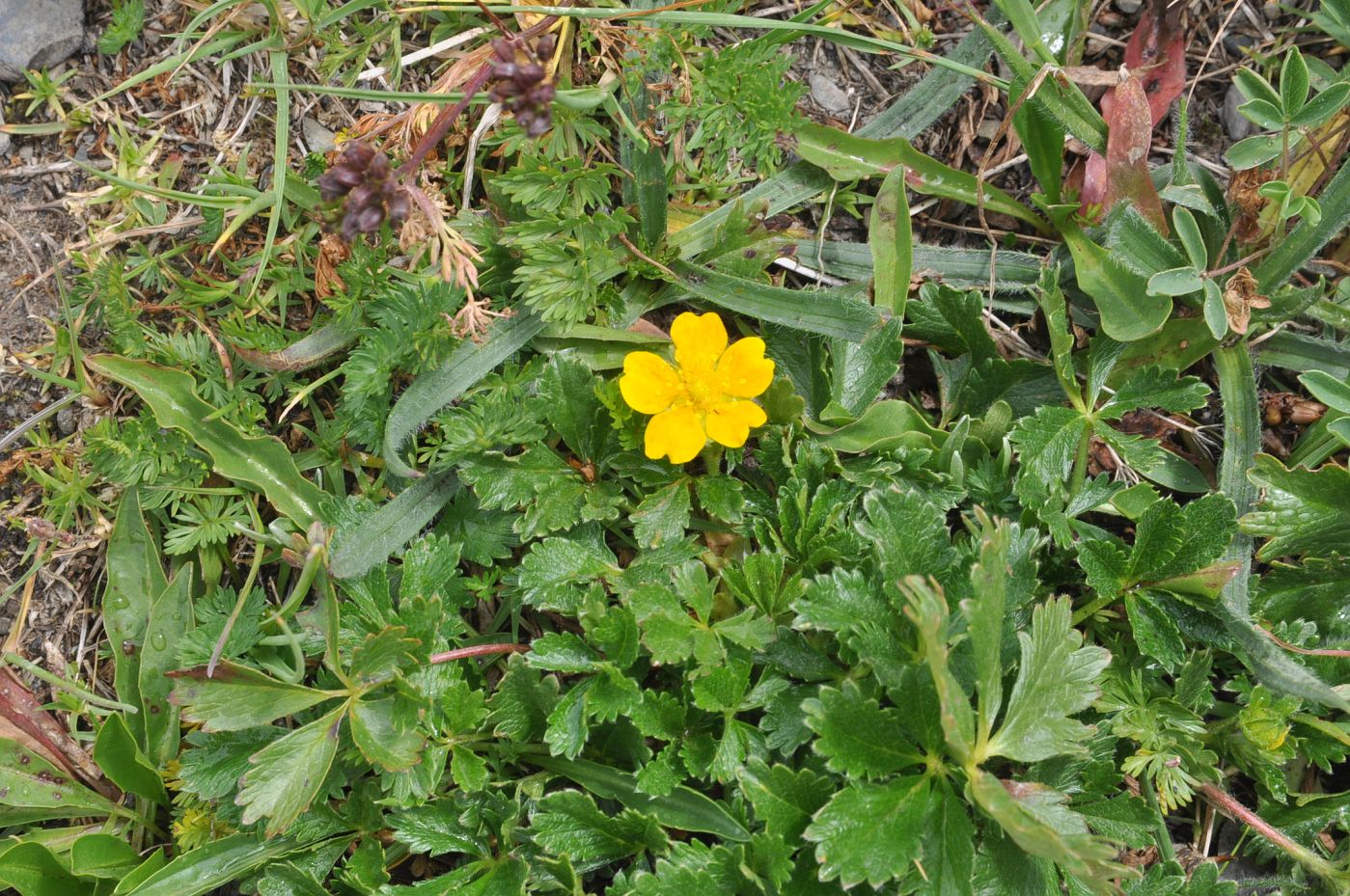 Изображение особи Potentilla reptans.