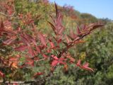 Fraxinus oxycarpa