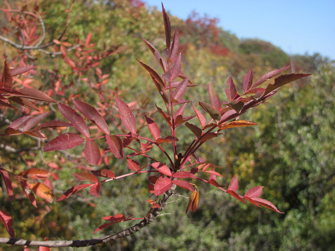 Изображение особи Fraxinus oxycarpa.