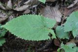 Salvia glutinosa. Лист с сенокосцем (Opiliones). Грузия, Боржоми-Харагаульский национальный парк, нижняя часть долины р. Ликаницхеви, ≈ 850 м н.у.м, небольшая поляна в хвойном лесу (Picea orientalis). 08.10.2018.