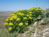 Haplophyllum latifolium. Цветущее растение. Южный Казахстан, западные отроги Киргизского хр., горы Ботамойнак в окр. г. Тараз, ≈ 940 м н.у.м., каменистый склон юго-зап. экспозиции. 9 мая 2018 г.