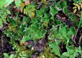 Peltigera aphthosa. Таллом на почве. Республика Коми, Печоро-Илычский заповедник, долина реки Ыджыд-Ляга, смешанный лес. 17.08.2014.