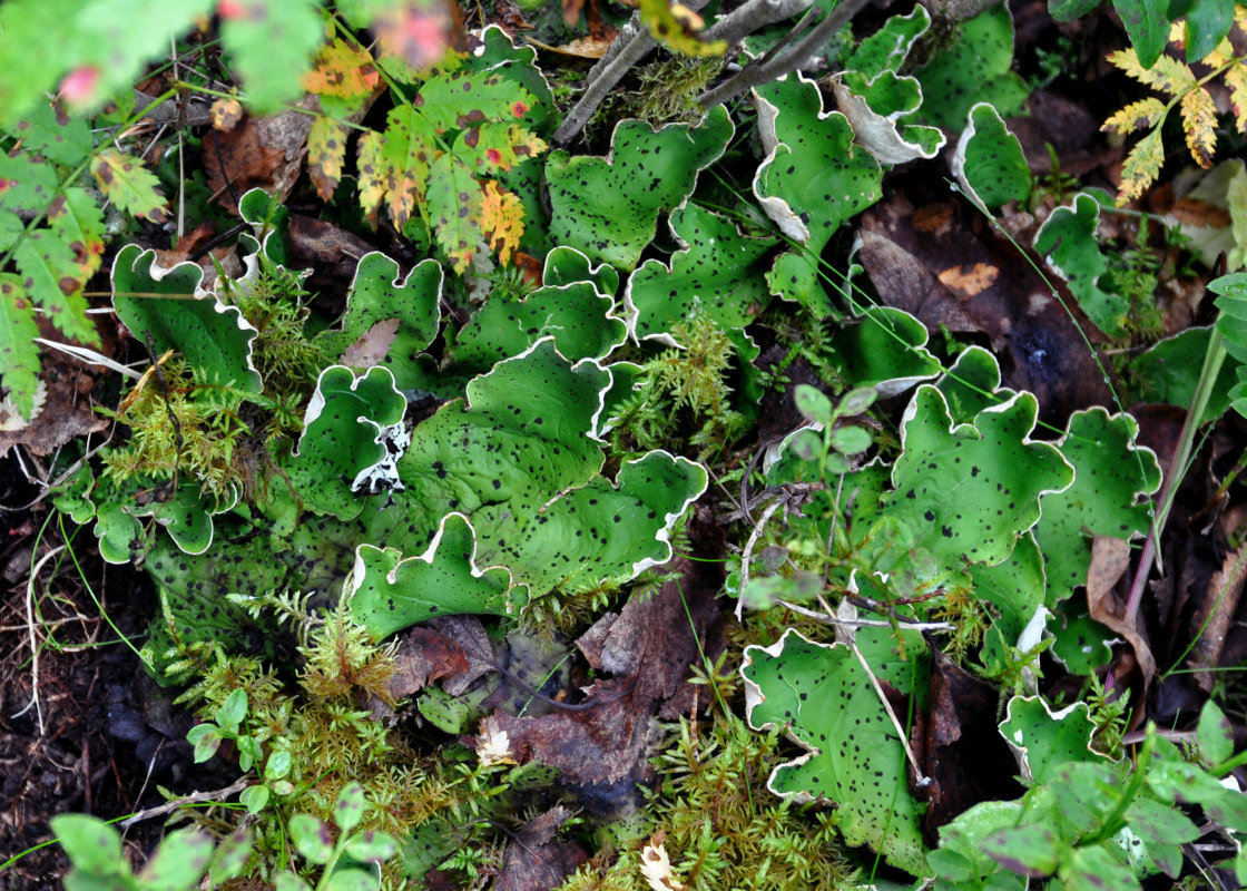 Изображение особи Peltigera aphthosa.