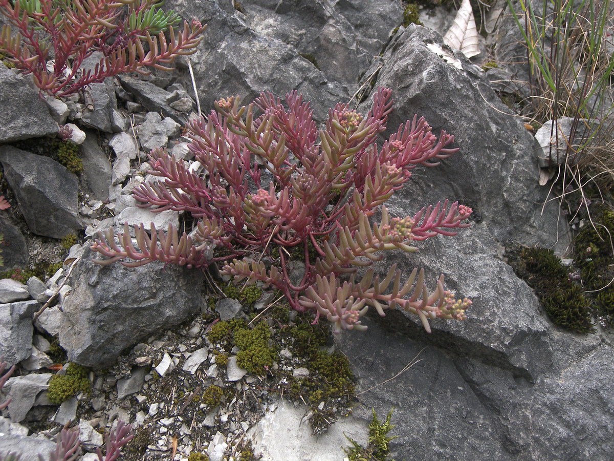 Изображение особи Sedum pallidum.