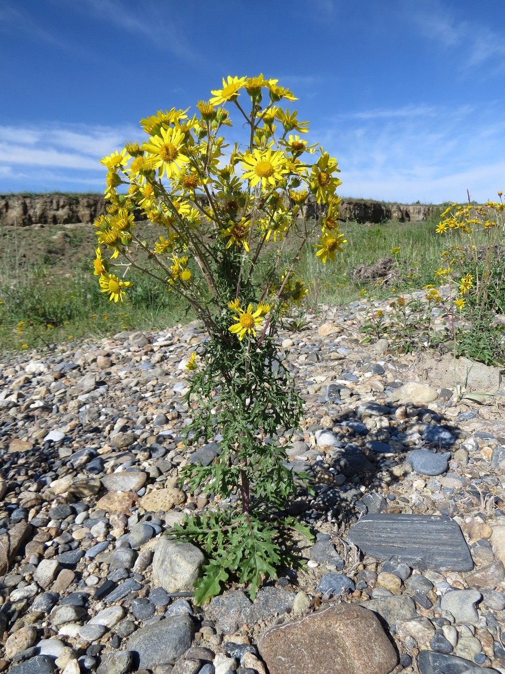 Изображение особи Senecio ambraceus.