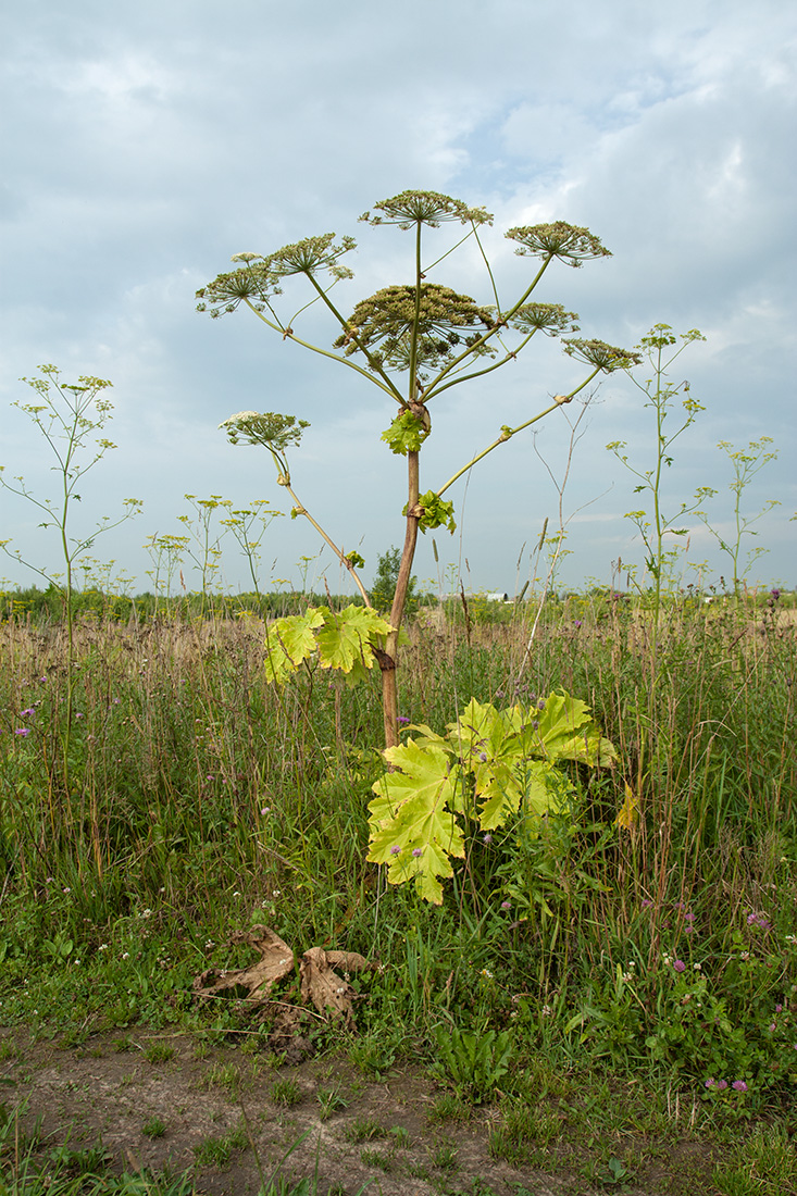 Изображение особи Heracleum sosnowskyi.