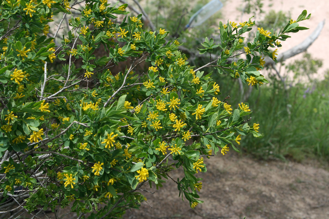 Image of Restella alberti specimen.