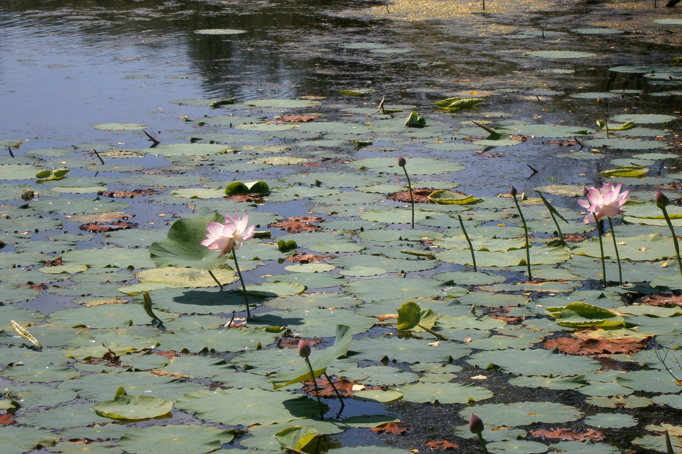 Изображение особи Nelumbo komarovii.