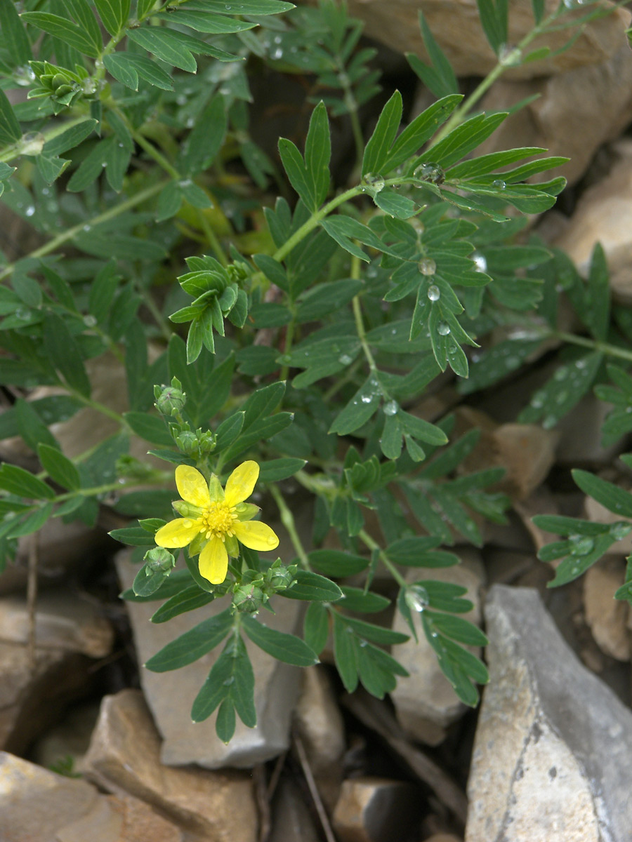 Изображение особи Potentilla orientalis.