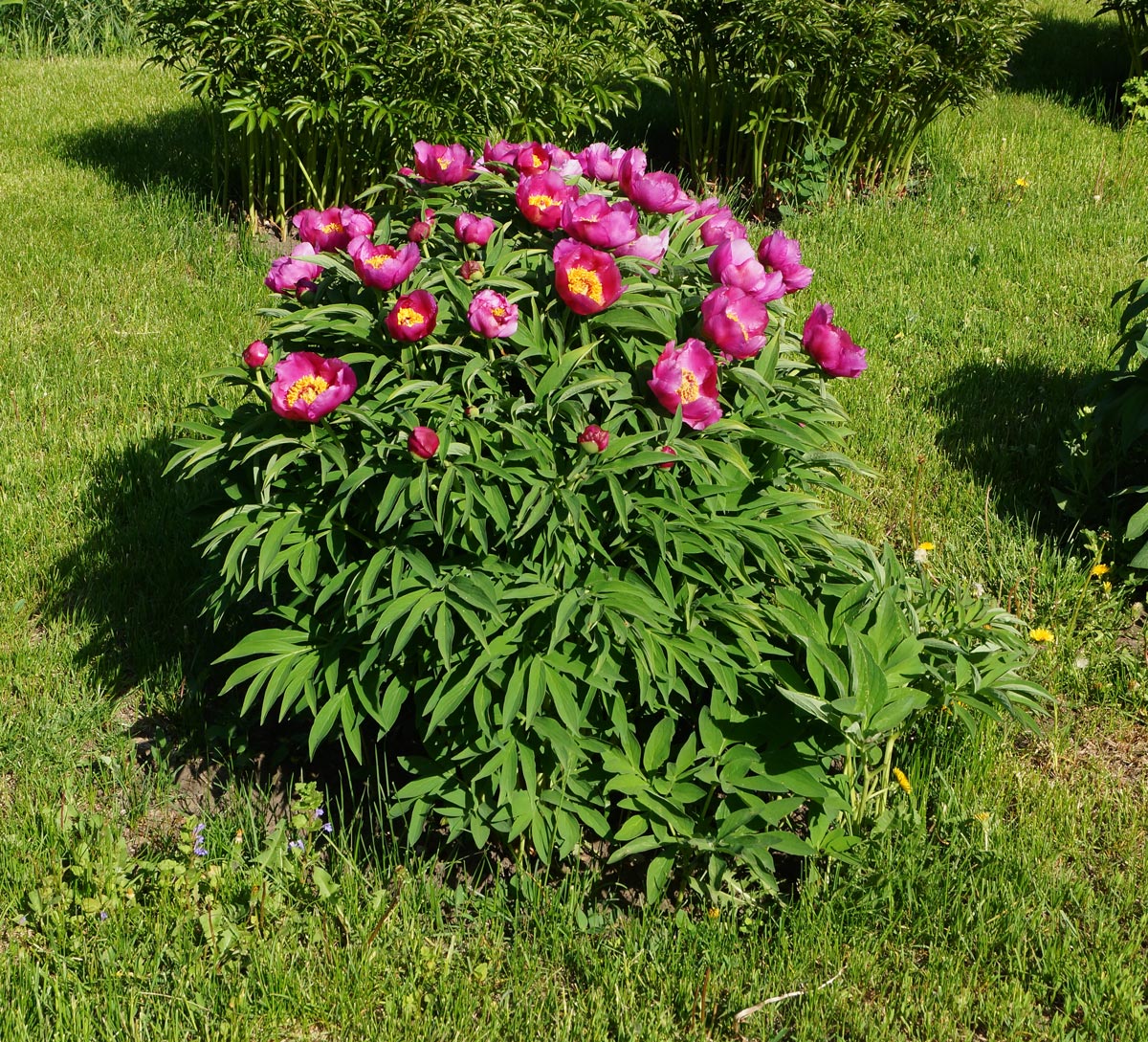 Изображение особи род Paeonia.