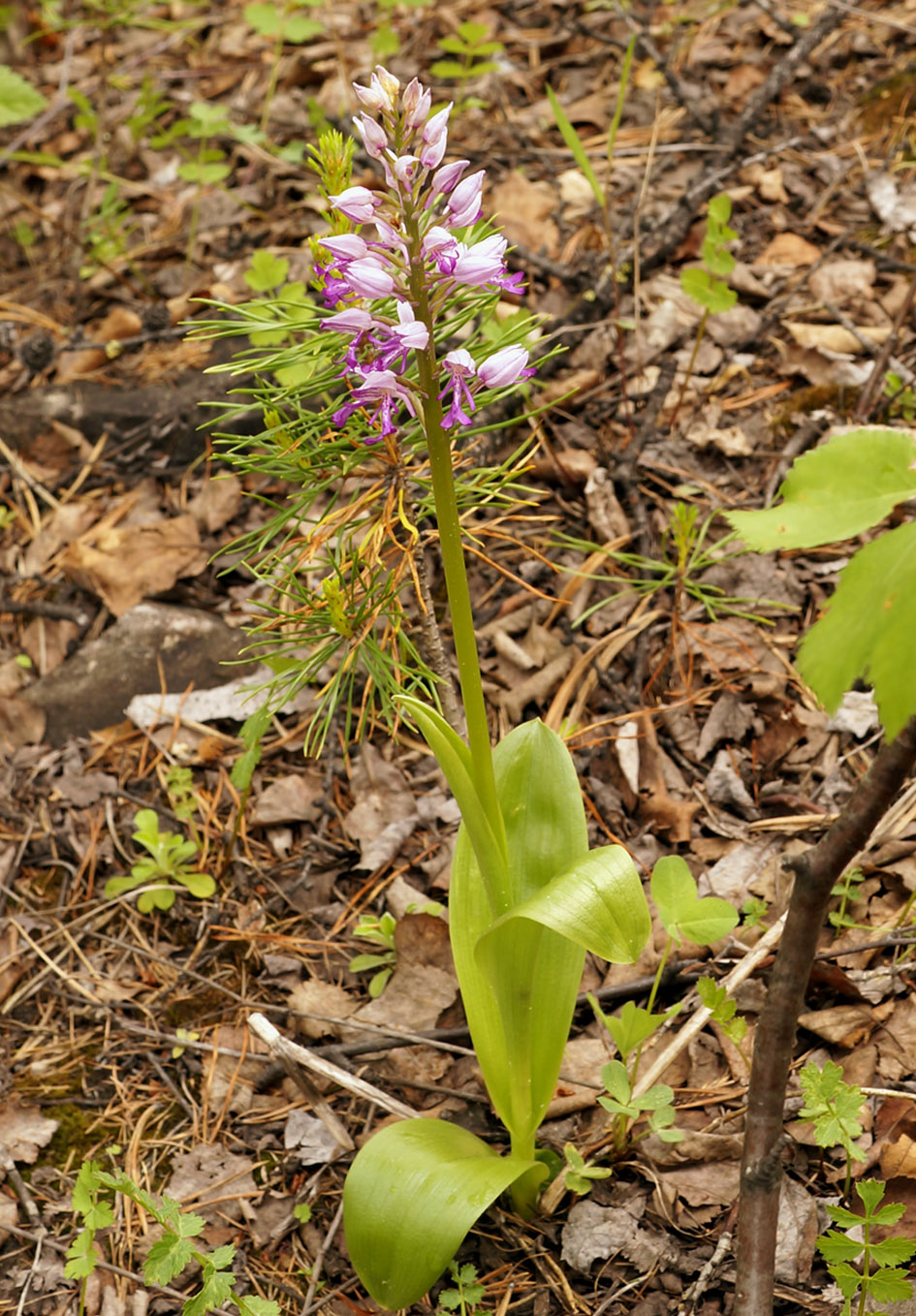 Изображение особи Orchis militaris.