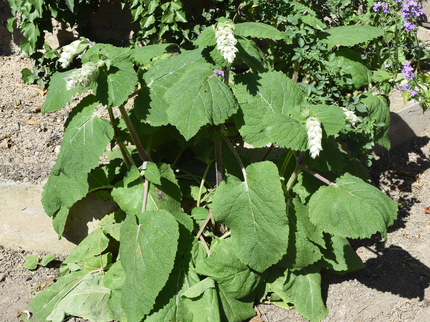 Изображение особи Salvia sclarea.