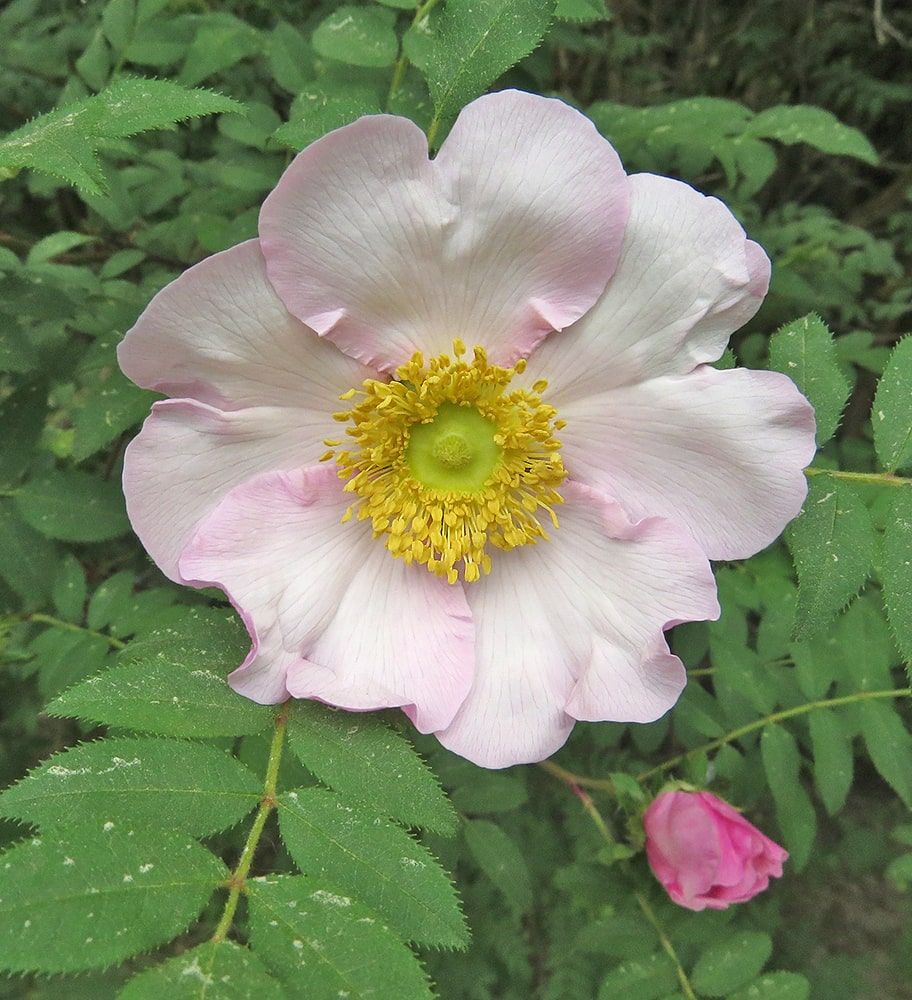 Image of Rosa roxburghii specimen.