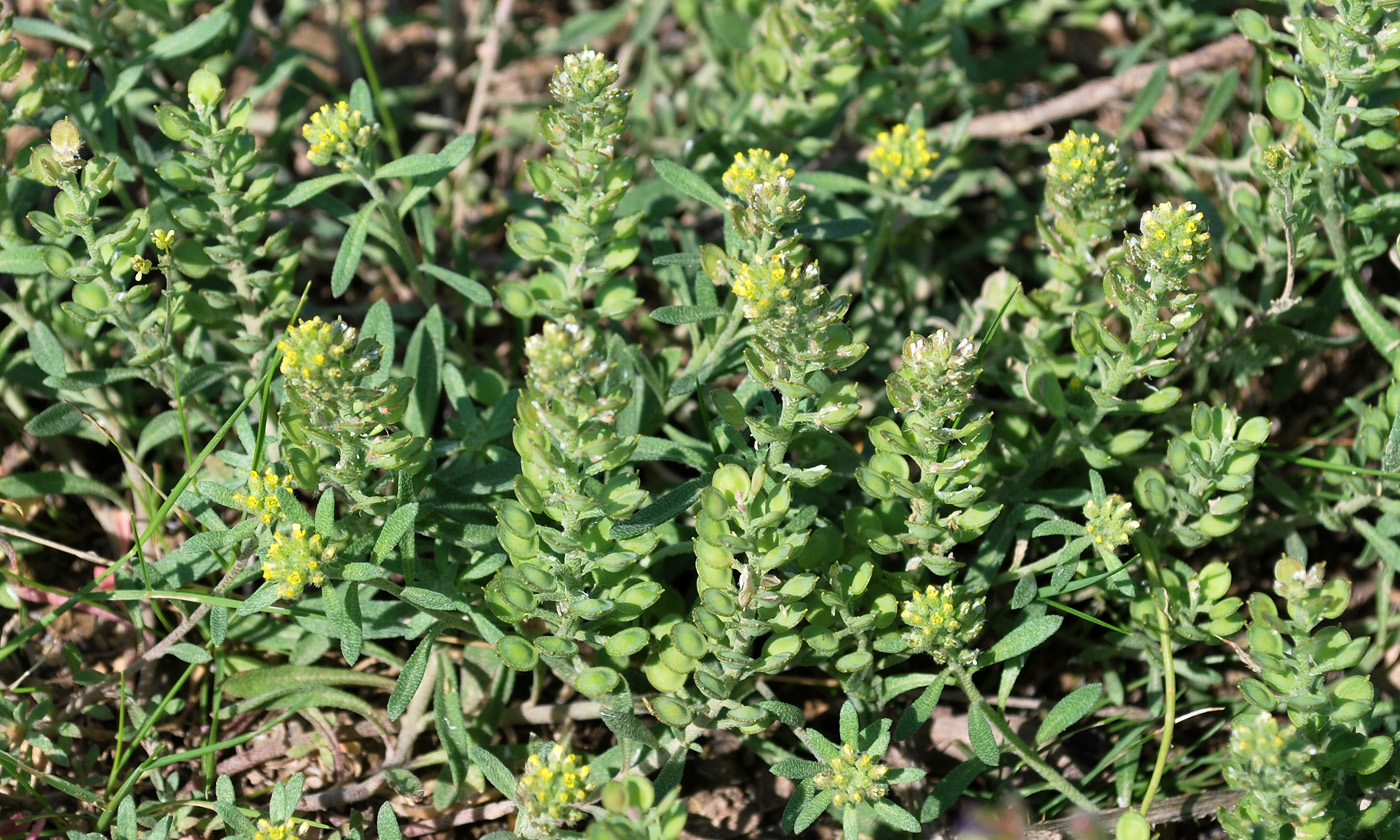 Изображение особи Alyssum turkestanicum var. desertorum.