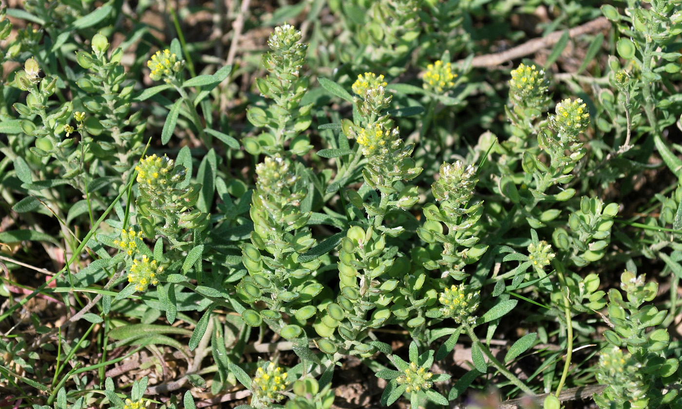 Image of Alyssum turkestanicum var. desertorum specimen.