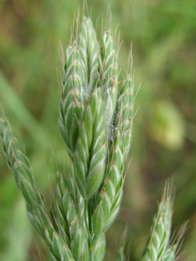 Image of Bromus hordeaceus specimen.