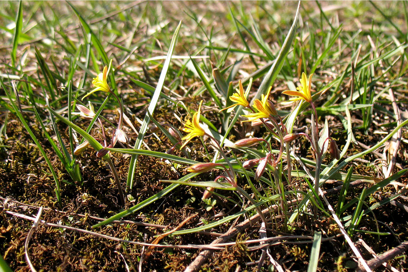 Image of Gagea erubescens specimen.