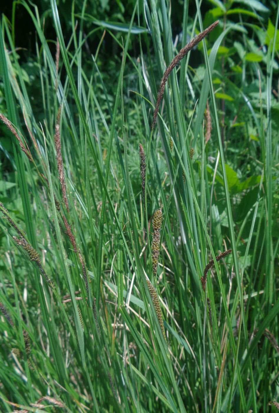 Image of Carex acuta specimen.