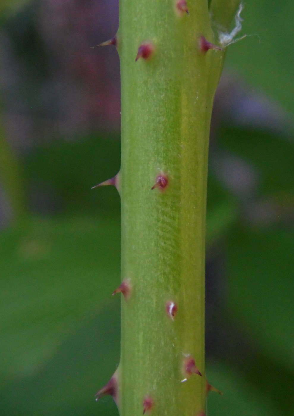 Изображение особи Rubus idaeus.