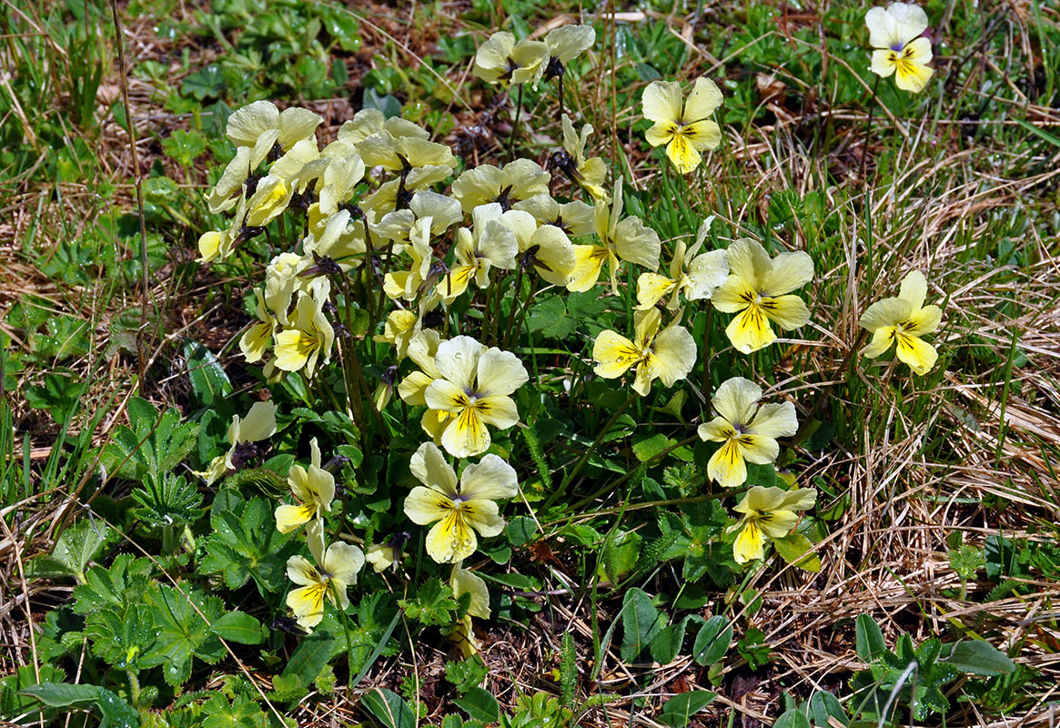 Изображение особи Viola altaica.